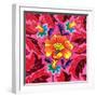 Hibiscus, 2020, (oil on canvas)-Jane Tattersfield-Framed Giclee Print