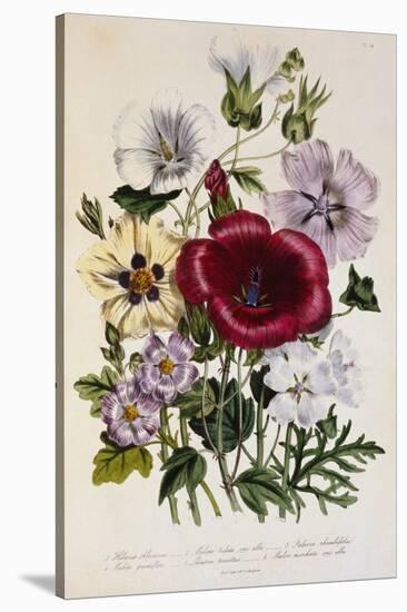Hibiscus Africanus Botanical Illustration-null-Stretched Canvas