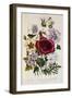 Hibiscus Africanus Botanical Illustration-null-Framed Giclee Print