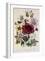 Hibiscus Africanus Botanical Illustration-null-Framed Giclee Print