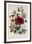 Hibiscus Africanus Botanical Illustration-null-Framed Giclee Print