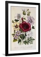 Hibiscus Africanus Botanical Illustration-null-Framed Giclee Print