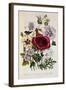 Hibiscus Africanus Botanical Illustration-null-Framed Giclee Print