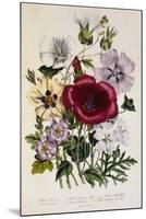 Hibiscus Africanus Botanical Illustration-null-Mounted Giclee Print