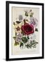 Hibiscus Africanus Botanical Illustration-null-Framed Premium Giclee Print