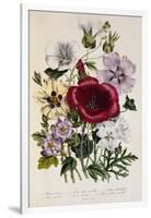 Hibiscus Africanus Botanical Illustration-null-Framed Giclee Print