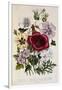 Hibiscus Africanus Botanical Illustration-null-Framed Giclee Print