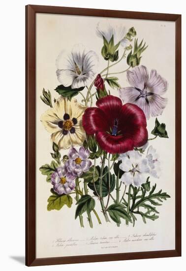 Hibiscus Africanus Botanical Illustration-null-Framed Giclee Print