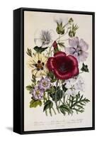 Hibiscus Africanus Botanical Illustration-null-Framed Stretched Canvas
