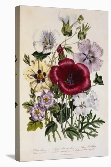Hibiscus Africanus Botanical Illustration-null-Stretched Canvas