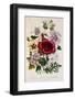 Hibiscus Africanus Botanical Illustration-Fine Art Photographic-Framed Photographic Print