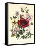 Hibiscus Africanus, Malope Trifeda and Lavatera Trimestra, c.1800-null-Framed Stretched Canvas