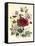 Hibiscus Africanus, Malope Trifeda and Lavatera Trimestra, c.1800-null-Framed Stretched Canvas