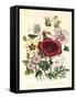 Hibiscus Africanus, Malope Trifeda and Lavatera Trimestra, c.1800-null-Framed Stretched Canvas
