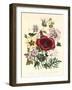 Hibiscus Africanus, Malope Trifeda and Lavatera Trimestra, c.1800-null-Framed Giclee Print