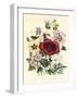 Hibiscus Africanus, Malope Trifeda and Lavatera Trimestra, c.1800-null-Framed Giclee Print