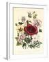 Hibiscus Africanus, Malope Trifeda and Lavatera Trimestra, c.1800-null-Framed Giclee Print