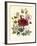 Hibiscus Africanus, Malope Trifeda and Lavatera Trimestra, c.1800-null-Framed Giclee Print