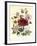 Hibiscus Africanus, Malope Trifeda and Lavatera Trimestra, c.1800-null-Framed Giclee Print