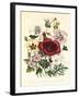 Hibiscus Africanus, Malope Trifeda and Lavatera Trimestra, c.1800-null-Framed Giclee Print