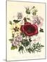 Hibiscus Africanus, Malope Trifeda and Lavatera Trimestra, c.1800-null-Mounted Giclee Print