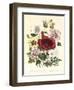 Hibiscus Africanus, Malope Trifeda and Lavatera Trimestra, c.1800-null-Framed Giclee Print