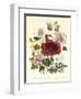 Hibiscus Africanus, Malope Trifeda and Lavatera Trimestra, c.1800-null-Framed Giclee Print