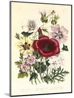 Hibiscus Africanus, Malope Trifeda and Lavatera Trimestra, c.1800-null-Mounted Giclee Print