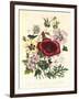 Hibiscus Africanus, Malope Trifeda and Lavatera Trimestra, c.1800-null-Framed Giclee Print