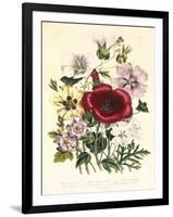 Hibiscus Africanus, Malope Trifeda and Lavatera Trimestra, c.1800-null-Framed Giclee Print