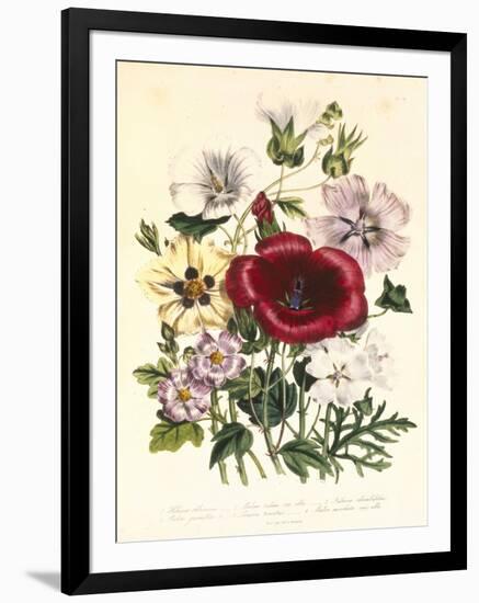 Hibiscus Africanus, Malope Trifeda and Lavatera Trimestra, c.1800-null-Framed Giclee Print