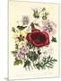 Hibiscus Africanus, Malope Trifeda and Lavatera Trimestra, c.1800-null-Mounted Giclee Print