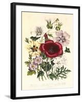 Hibiscus Africanus, Malope Trifeda and Lavatera Trimestra, c.1800-null-Framed Premium Giclee Print