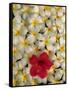 Hibiscus and Plumeria Blooms-Stuart Westmorland-Framed Stretched Canvas