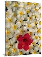 Hibiscus and Plumeria Blooms-Stuart Westmorland-Stretched Canvas