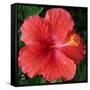 Hibiscus Bloom-Herb Dickinson-Framed Stretched Canvas