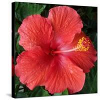 Hibiscus Bloom-Herb Dickinson-Stretched Canvas