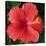 Hibiscus Bloom-Herb Dickinson-Stretched Canvas