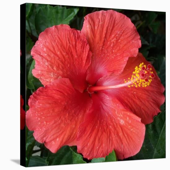 Hibiscus Bloom-Herb Dickinson-Stretched Canvas