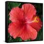 Hibiscus Bloom-Herb Dickinson-Framed Stretched Canvas