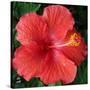 Hibiscus Bloom-Herb Dickinson-Stretched Canvas