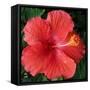 Hibiscus Bloom-Herb Dickinson-Framed Stretched Canvas