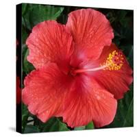 Hibiscus Bloom-Herb Dickinson-Stretched Canvas