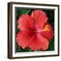 Hibiscus Bloom-Herb Dickinson-Framed Photographic Print