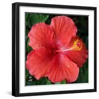 Hibiscus Bloom-Herb Dickinson-Framed Photographic Print