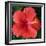 Hibiscus Bloom-Herb Dickinson-Framed Photographic Print