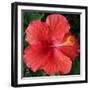 Hibiscus Bloom-Herb Dickinson-Framed Photographic Print