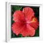 Hibiscus Bloom-Herb Dickinson-Framed Photographic Print