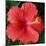 Hibiscus Bloom-Herb Dickinson-Mounted Photographic Print