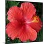 Hibiscus Bloom-Herb Dickinson-Mounted Photographic Print